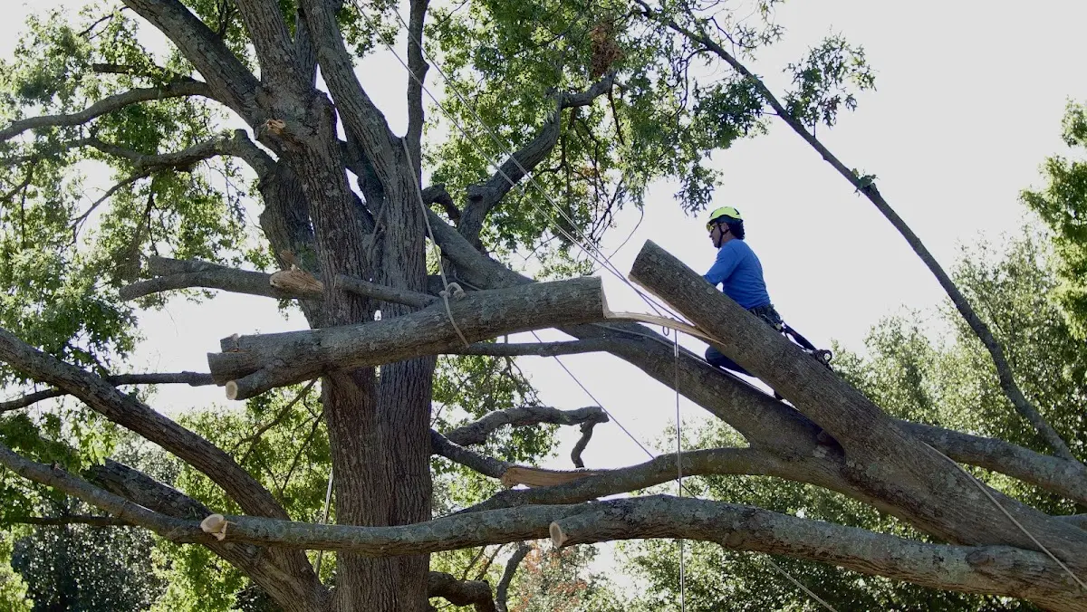 Professional Hazardous Tree Removal performed by certified arborists in Vest