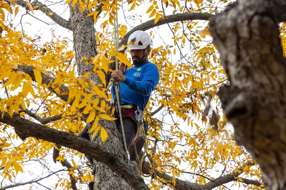 Skilled Tree Transplanting crew working in Vest